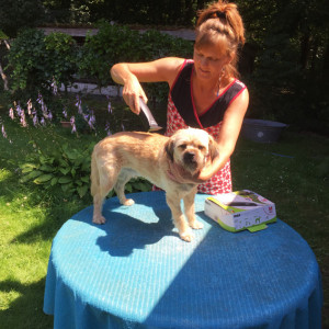 Als Hundefriseurin in Aktion